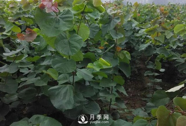巨紫荆种植基地讲述它的生态习性以及园林用途(图1)