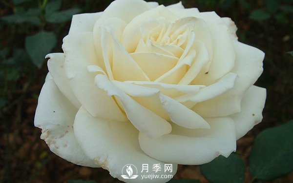南阳大花月季早春管理注意事项介绍(图1)