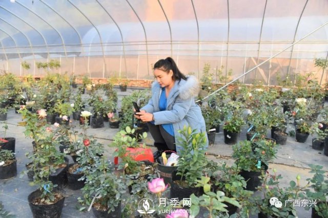 广西防城港：网络直播带旺月季花销售 推进乡村振兴(图1)