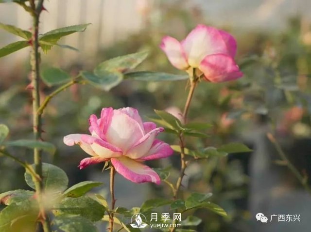 广西防城港：网络直播带旺月季花销售 推进乡村振兴(图3)