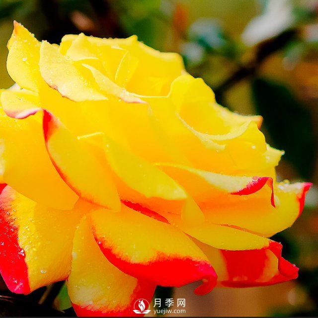 南阳月季的养殖方法和注意事项(图1)