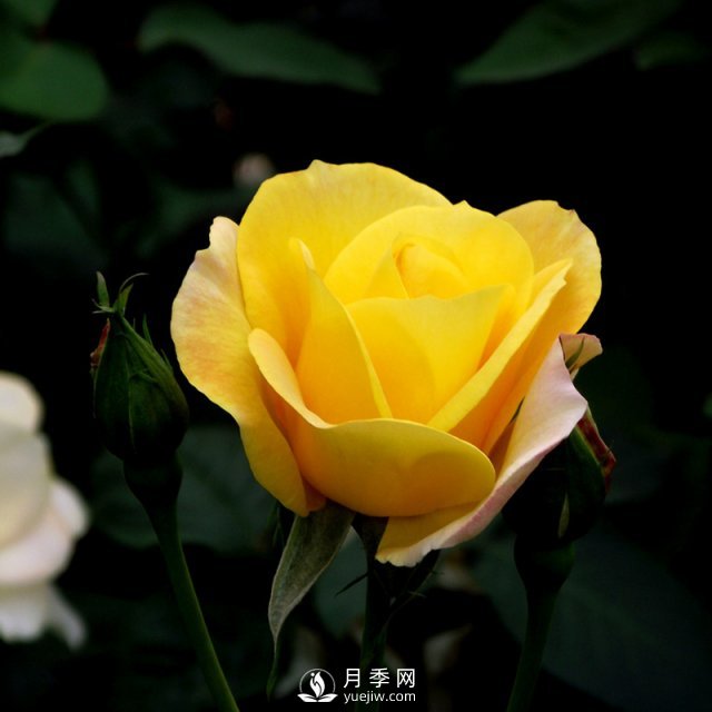 南阳月季批发商给大家浅谈微型月季的栽培与养护(图1)