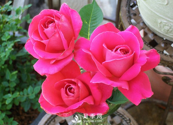 月季园培养办理两手抓(图1)