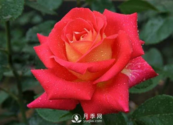 月季木蠹蛾的发作规则(图1)