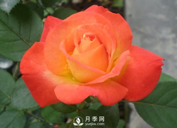 月季保护保鲜期寒害及防治(图1)