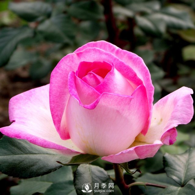 月季保护技巧和常识(图1)