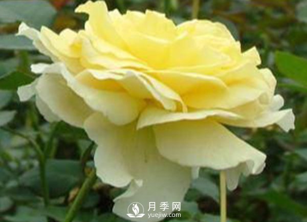 月季成长中后期病虫害防治 丸子(图1)