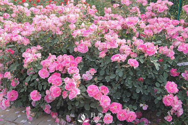 丰花月季的小知识和代表品种(图2)