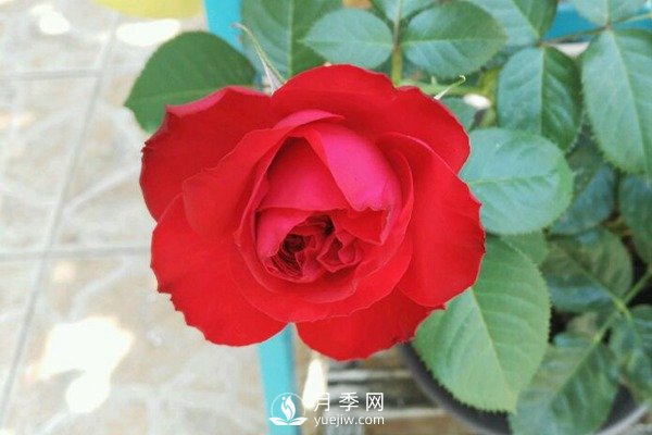 茶花女月季Traviata月季(图1)