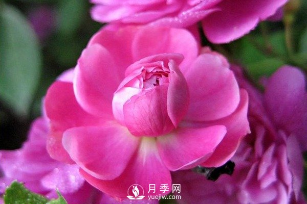 甜蜜马车月季Sweet Chariot推荐(图1)