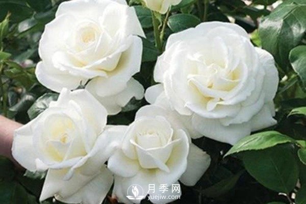 珍妮莫罗月季Jeanne Moreau推荐(图1) 珍妮莫罗月季Jeanne Moreau推荐(图1)