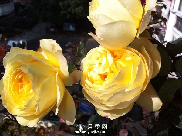 阳光古董月季Sunny Antike推荐(图2) 阳光古董月季Sunny Antike推荐(图2)