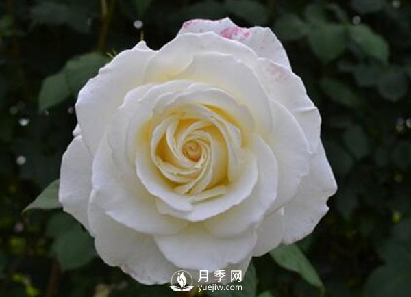 8个标准条件来评估丰花月季的优劣（下）(图1)