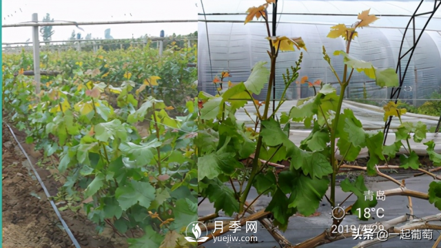 掌握规律合理摘心，让阳光玫瑰葡萄听话(图3)