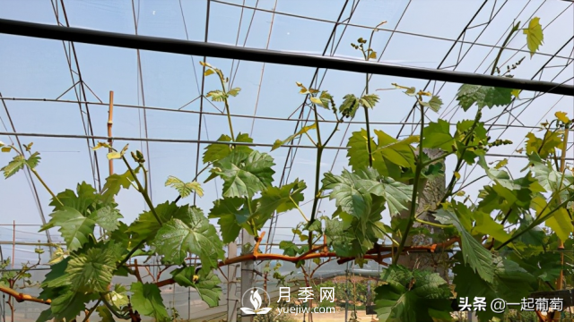 掌握规律合理摘心，让阳光玫瑰葡萄听话(图1)