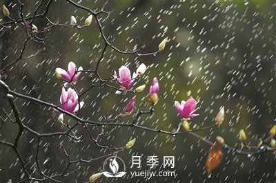 郁金香桃花月季......广州连片花海齐齐奉上邀你赏(图1)