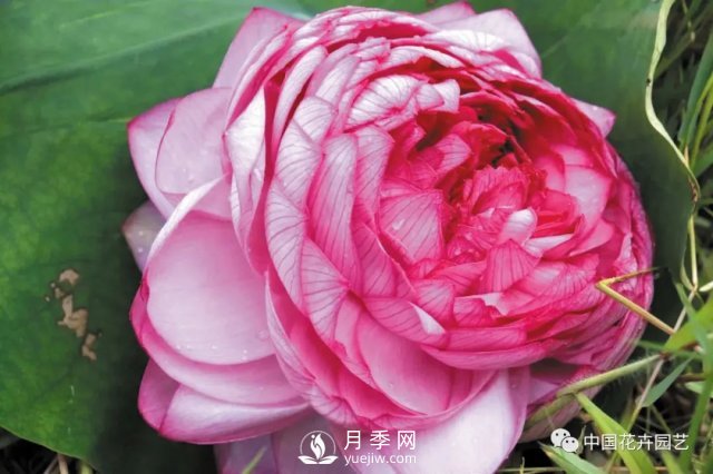 荷花种质资源库：关注热带型荷花 带动云南荷花产业(图2)