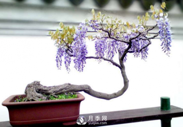 4种开花植物南方花友要慎重选择，第二年开花就难了(图2)