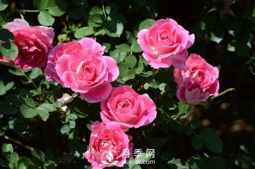 月季唯美语录 关于月季的15个唯美句子(图1)