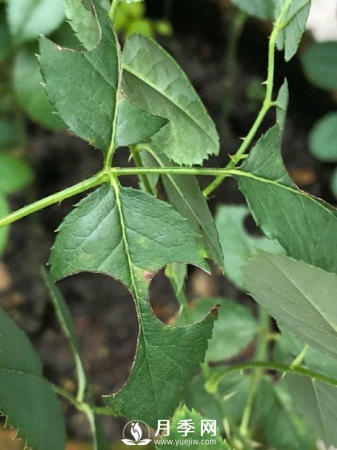 月季网分享月季常见的各种虫害图集(图1)