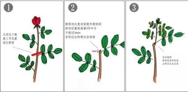 月季花谢以后，简单3步操作，20天冒花苞，30天开爆盆(图2)