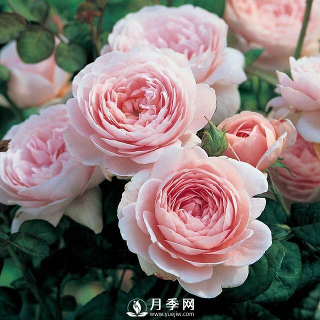  月季雨后超多红蜘蛛 你就这样解决！(图1)