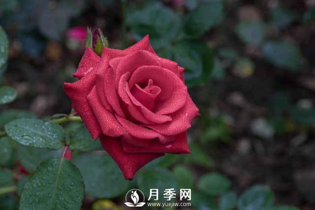 夏天月季怎么养？先从修剪开始，有了动力阳台变成“小花园”(图1)