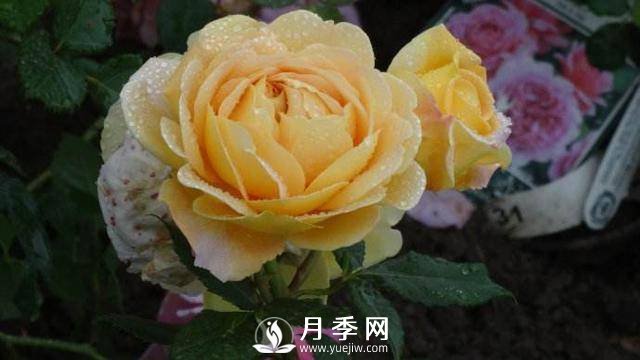 自带香气的月季品种(图4)