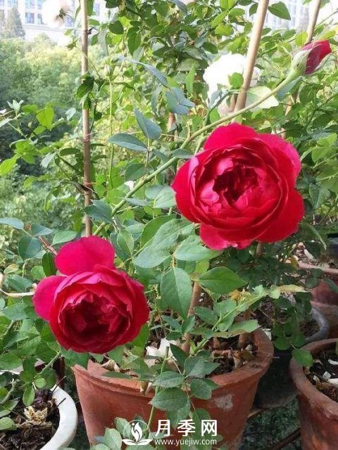自带香气的月季品种(图1)