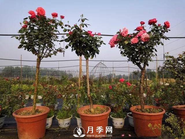 夏季月季日常管理，如何让花开不断？(图1)