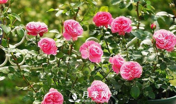 夏季月季花开的越来越小怎么办？(图1)