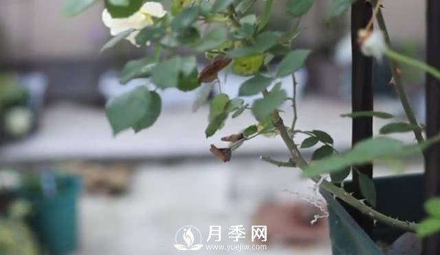 夏天养护月季 这个技巧你的会a(图3)