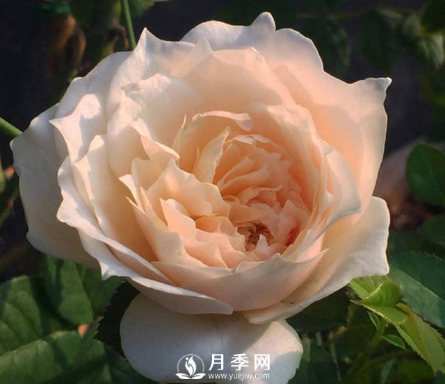 白桃冻糕月季是非常受欢迎的切花月季品种(图2)