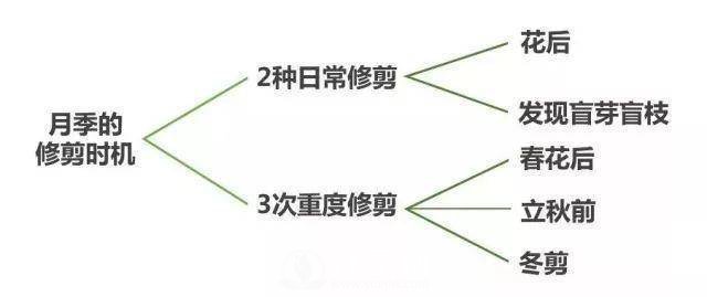 家庭盆栽的月季如何正确的修剪(图6)