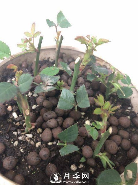 家庭盆栽的月季如何正确的修剪(图2)