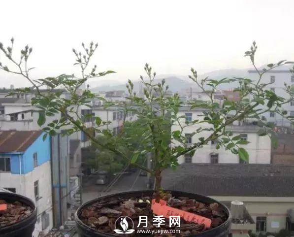 家庭盆栽的月季如何正确的修剪(图11)