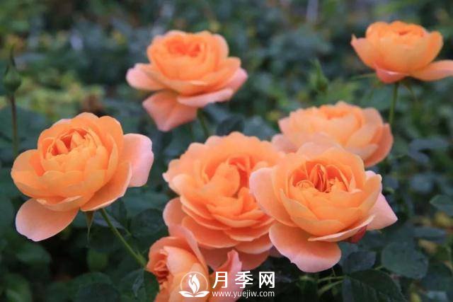 月季前期 要如何施肥呢(图2)