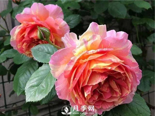 8个有浓郁香气的月季品种推荐(图6)