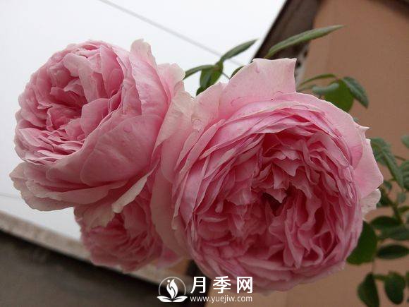 春季月季发芽后如何管理，才能开花多且颜色艳丽好看(图1)