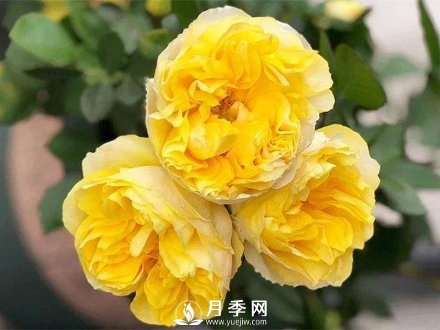 8个高手分享的月季品种推荐(图6)