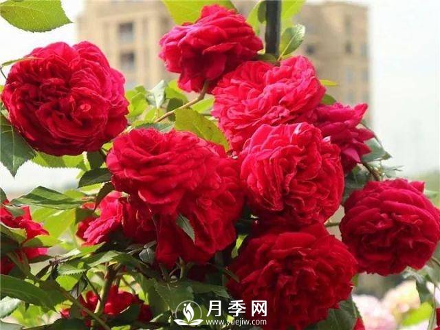 8个高手分享的月季品种推荐(图7)