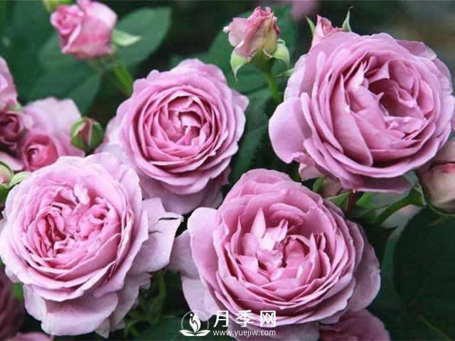 8个高手分享的月季品种推荐(图1)