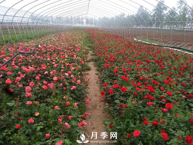 月季品种爆香紫(甜蜜马车)的栽种和养护技巧(图1)