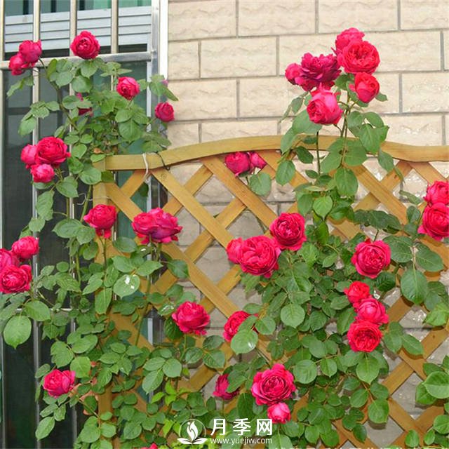 养月季 去除虫害有妙招(图1)