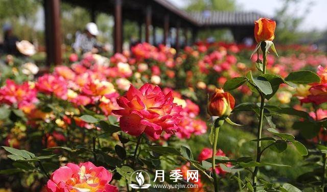 这些清新的月季花送给你(图3)
