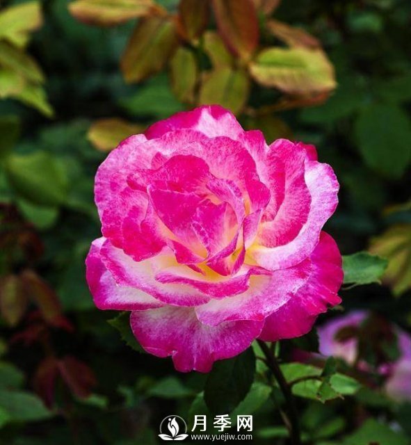 这些清新的月季花送给你(图2)