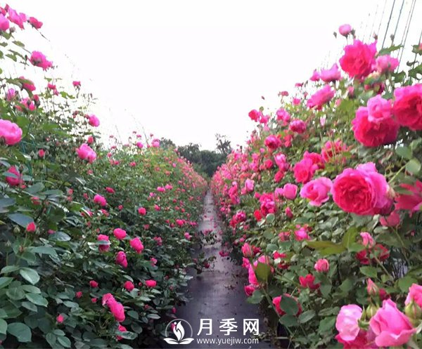 多季开花的藤本月季 这样修剪(图1)