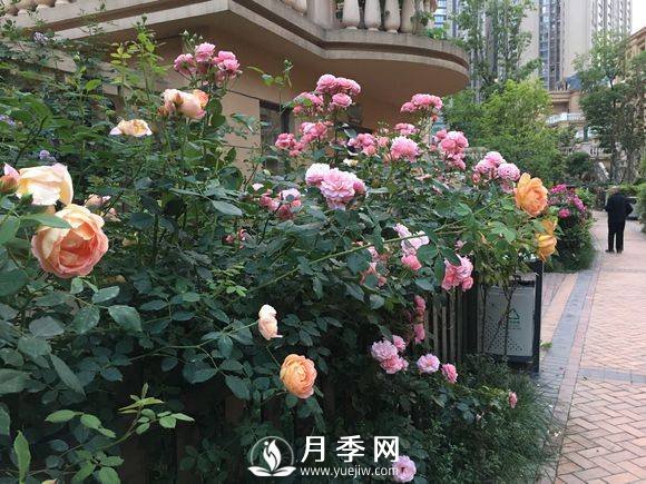 别人家的小区各色月季盛开 从来没让我失望！(图2)