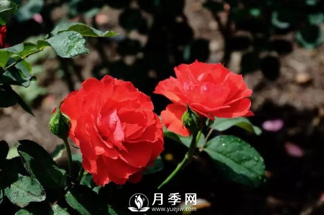 月季移栽后的养护(图1)