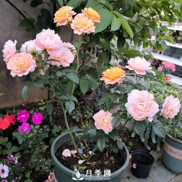 分享月季过冬的“保暖法则”(图2)